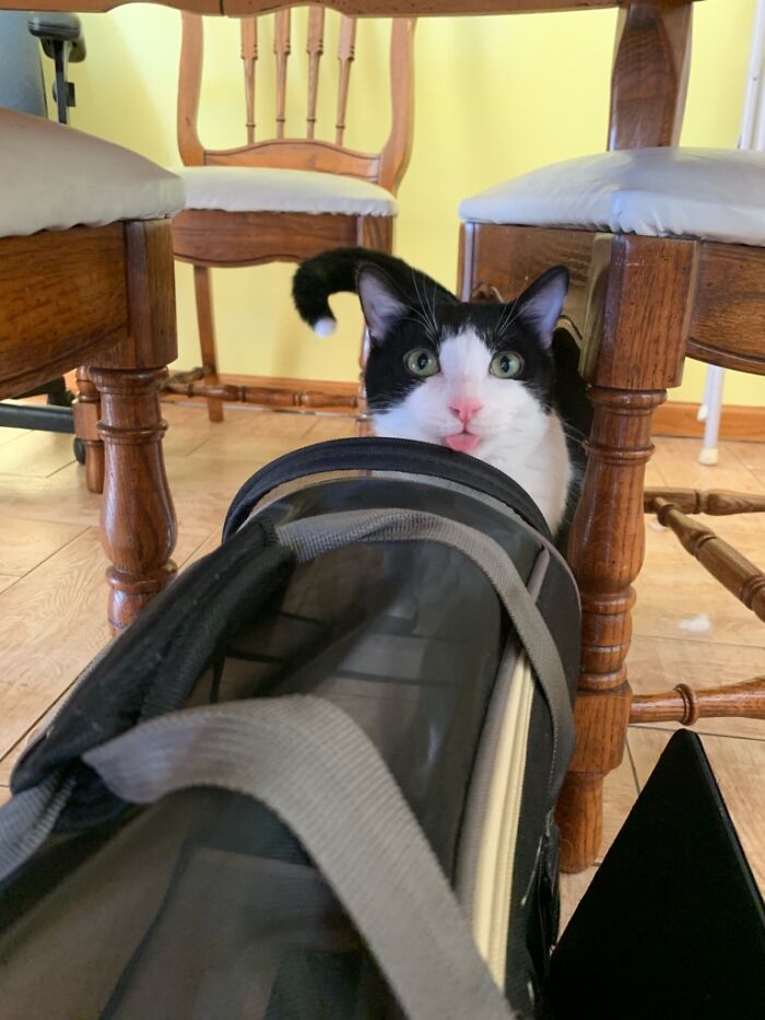 Luna In His Natural Habitat. He's A Bit Of A Dork