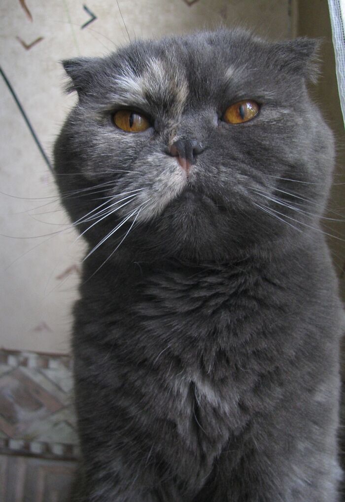 Highly Judgemental Cat