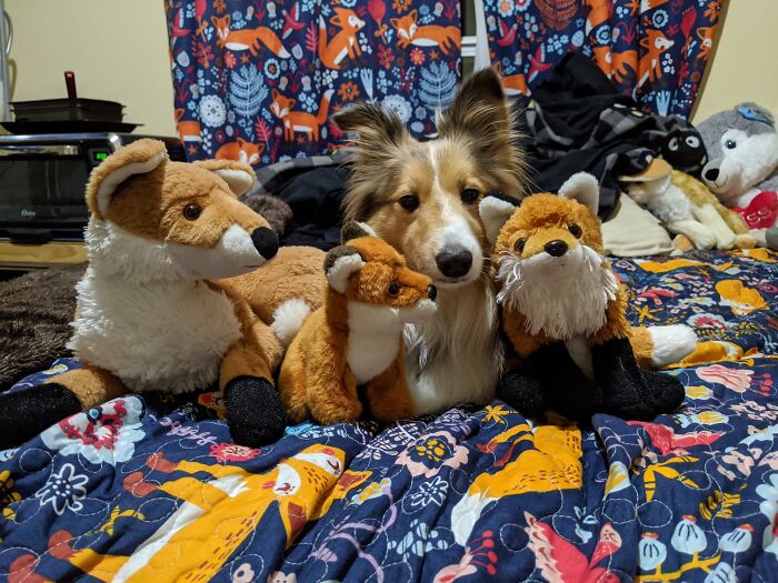 She Fits Right In, Doesn't She? Bailey Is Her Name, By The Way.