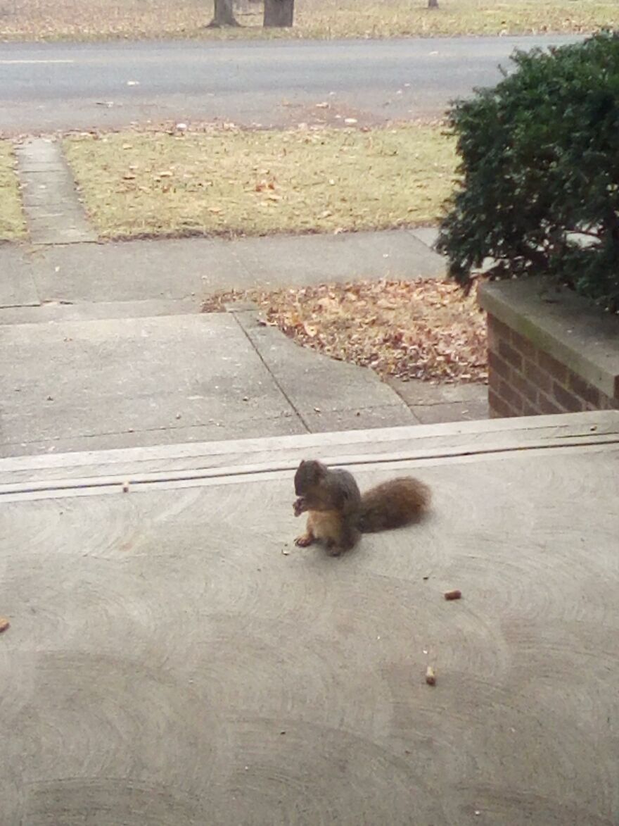 Squirrel On My Grandma's Porch