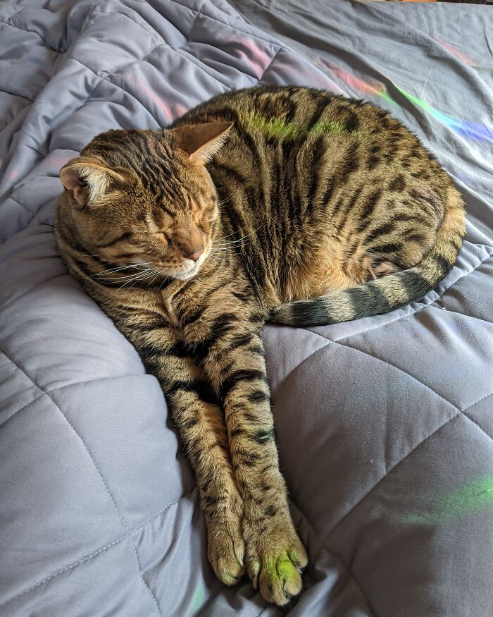 Watson The Bengal