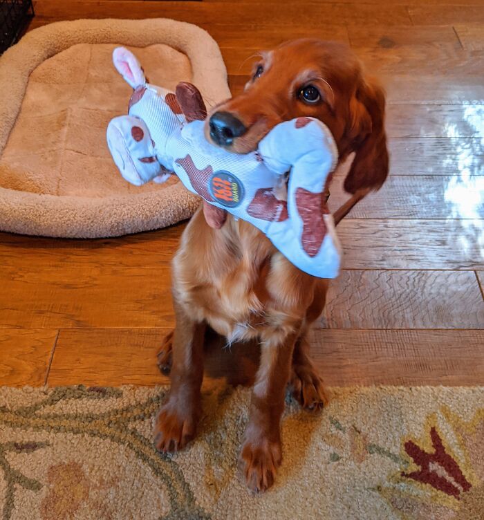 Sweet Lady Jane Loves Her Friend Cow