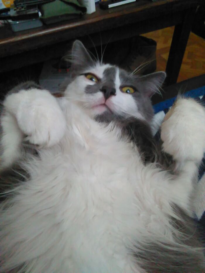 He Used His Back Paws