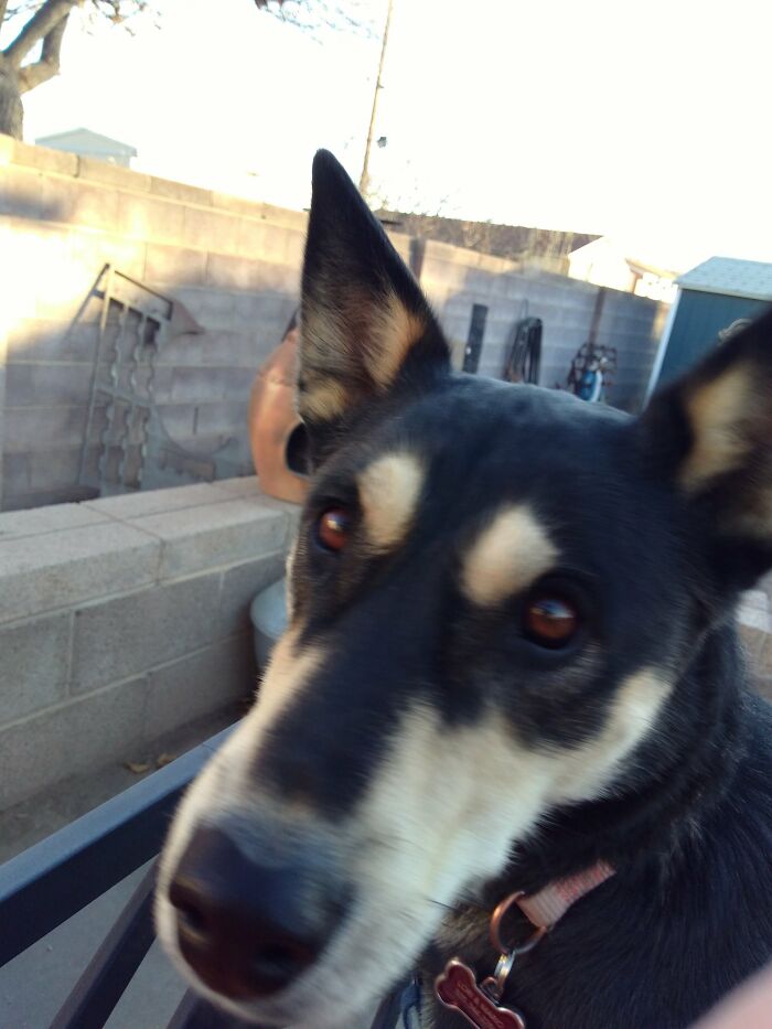 Gracie Says "Live Long And Prosper"