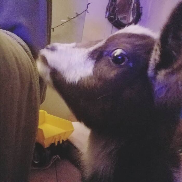 But This Goat In Particular Is The Biggest Ferp Of All