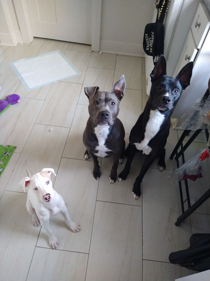 Billie, Piper And Theo. The 3 Best Friends That Anyone Could Ever Have