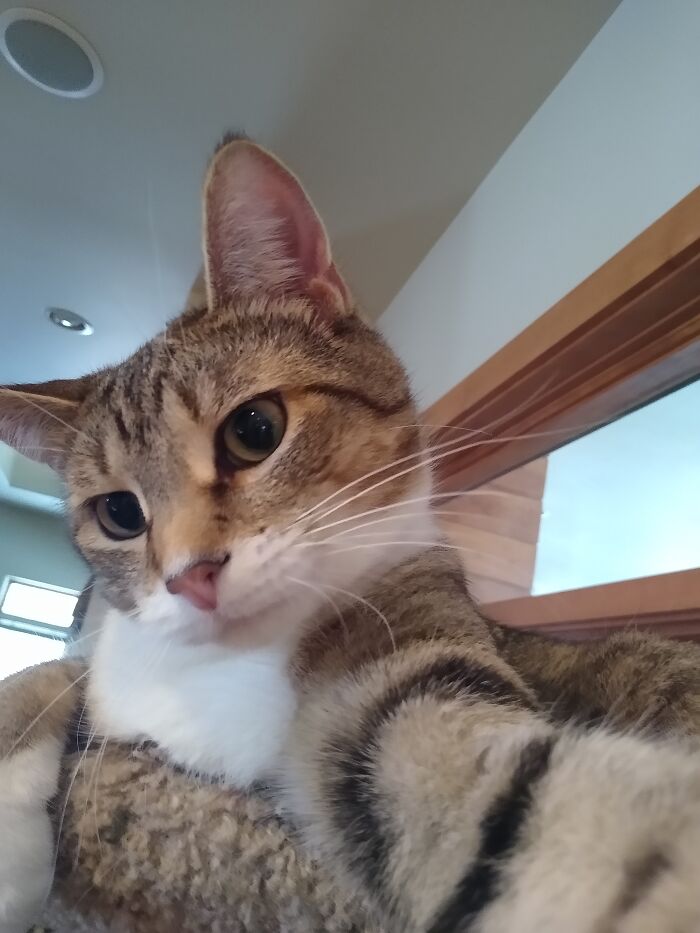 King Of The Cat Tree