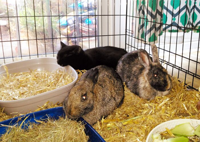 Spiral Chilling With The Other Girls