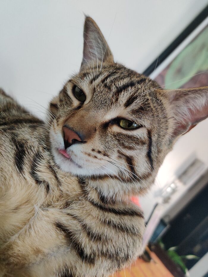 Bagheera, King Of Our House, He Adopted Us Last Year During The Lockdown