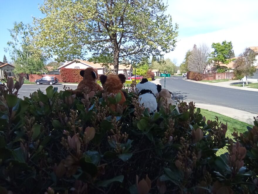 This Is Actually A Pic In A Bp Post That I Made, Heres The Link To It: Https://Www.boredpanda.com/My-Stuffed-Red-Panda-Panda-Fur-Seal-Pup-And-A-Few-Others-Went-On-A-Huge-Adventure-In-My-Backyard/