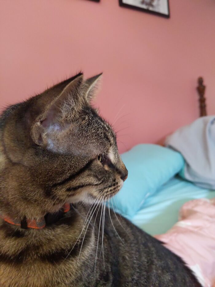 Stevie, My Foster Fail. She Turns Two Today!