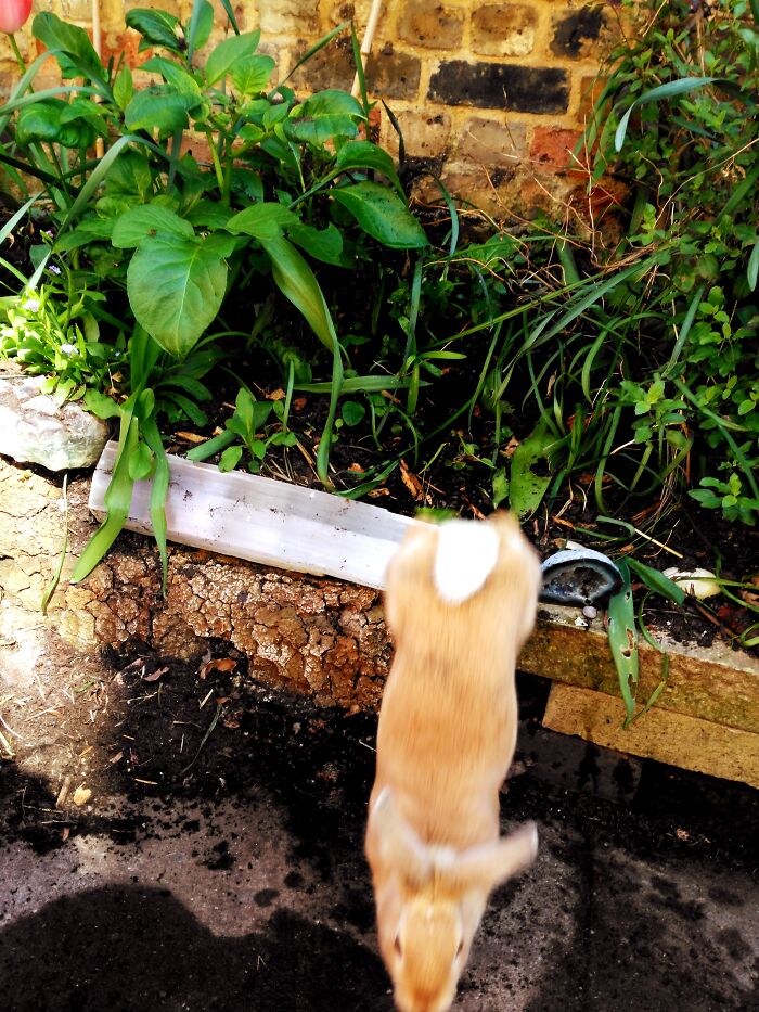 At Least Tippex Isn't Mounting Her/His Sisters