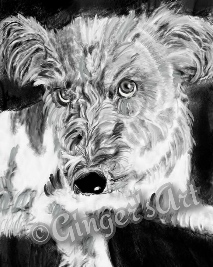 Pencil Drawing I Made Of My Dog Tido
