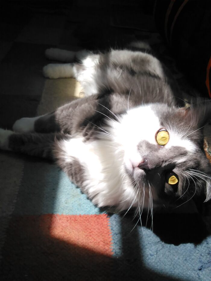 All I Got Is Cat Pics