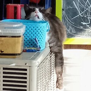 melissavellis avatar