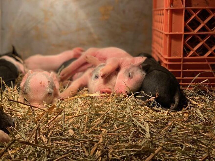 Vet Said Floppy Wouldn't Live Longer Than A Week And Recommended Putting Him Down, Now He Is 1.5 Years Old And A 500 Lb Indoor Pig Vet Said Floppy Wouldn't Live Longer Than A Week And Recommended Putting Him Down, Now He Is 1.5 Years Old And A 500 Lb Indoor Pig