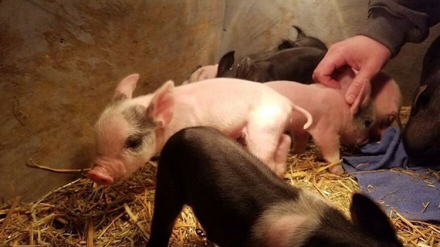 Vet Said Floppy Wouldn't Live Longer Than A Week And Recommended Putting Him Down, Now He Is 1.5 Years Old And A 500 Lb Indoor Pig