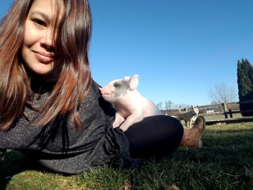 Vet Said Floppy Wouldn't Live Longer Than A Week And Recommended Putting Him Down, Now He Is 1.5 Years Old And A 500 Lb Indoor Pig Vet Said Floppy Wouldn't Live Longer Than A Week And Recommended Putting Him Down, Now He Is 1.5 Years Old And A 500 Lb Indoor Pig