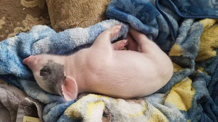 Vet Said Floppy Wouldn't Live Longer Than A Week And Recommended Putting Him Down, Now He Is 1.5 Years Old And A 500 Lb Indoor Pig Vet Said Floppy Wouldn't Live Longer Than A Week And Recommended Putting Him Down, Now He Is 1.5 Years Old And A 500 Lb Indoor Pig