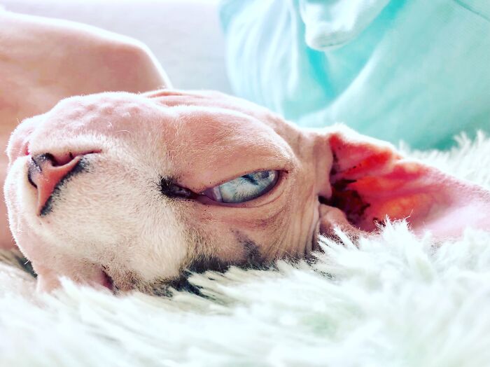 My Dear Cat Tony Pepperoni. The Love Of My Life. I Could Drown In His Eyes!