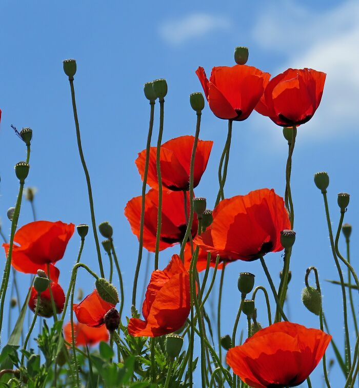 I Think There's Enough Blue 😊