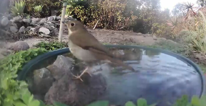 Backyard-Water-Fountain-Hidden-Camera-Animal-Photos-Jennifer-George