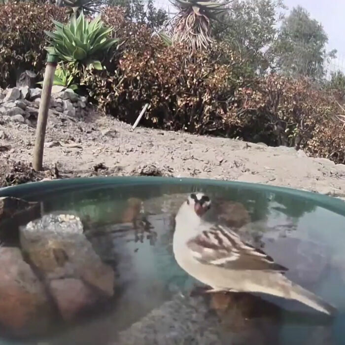 Backyard-Water-Fountain-Hidden-Camera-Animal-Photos-Jennifer-George