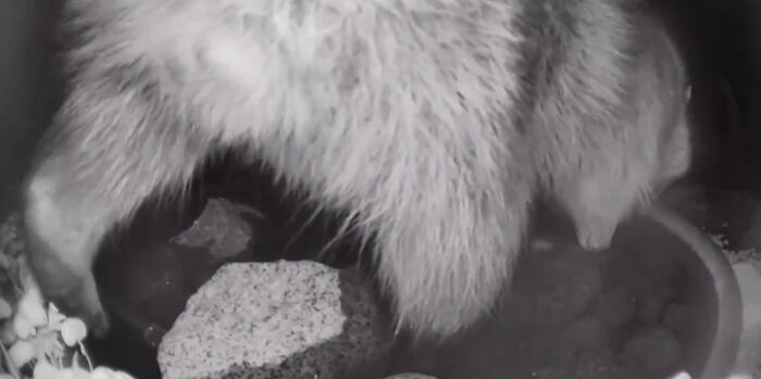 Backyard-Water-Fountain-Hidden-Camera-Animal-Photos-Jennifer-George