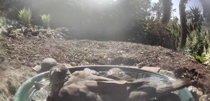 Backyard-Water-Fountain-Hidden-Camera-Animal-Photos-Jennifer-George