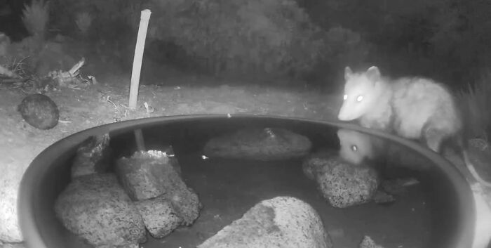 Backyard-Water-Fountain-Hidden-Camera-Animal-Photos-Jennifer-George