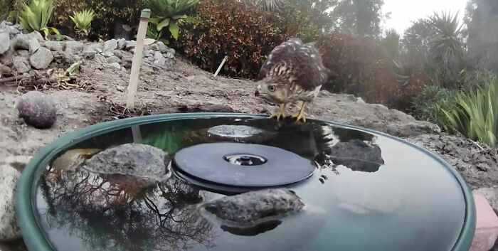Backyard-Water-Fountain-Hidden-Camera-Animal-Photos-Jennifer-George