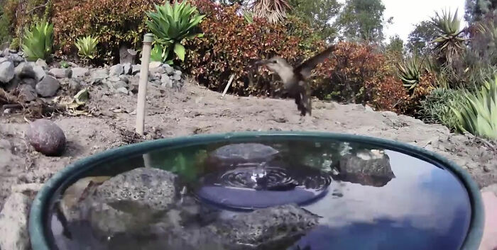 Backyard-Water-Fountain-Hidden-Camera-Animal-Photos-Jennifer-George
