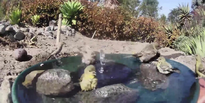 Backyard-Water-Fountain-Hidden-Camera-Animal-Photos-Jennifer-George
