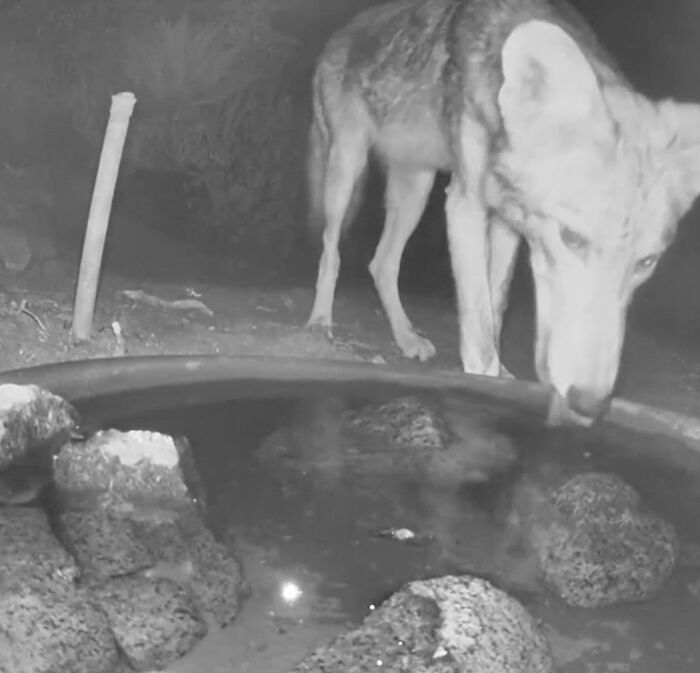 Backyard-Water-Fountain-Hidden-Camera-Animal-Photos-Jennifer-George