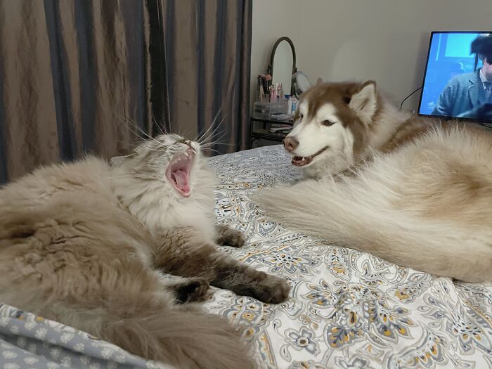 An Audience Of One...husky