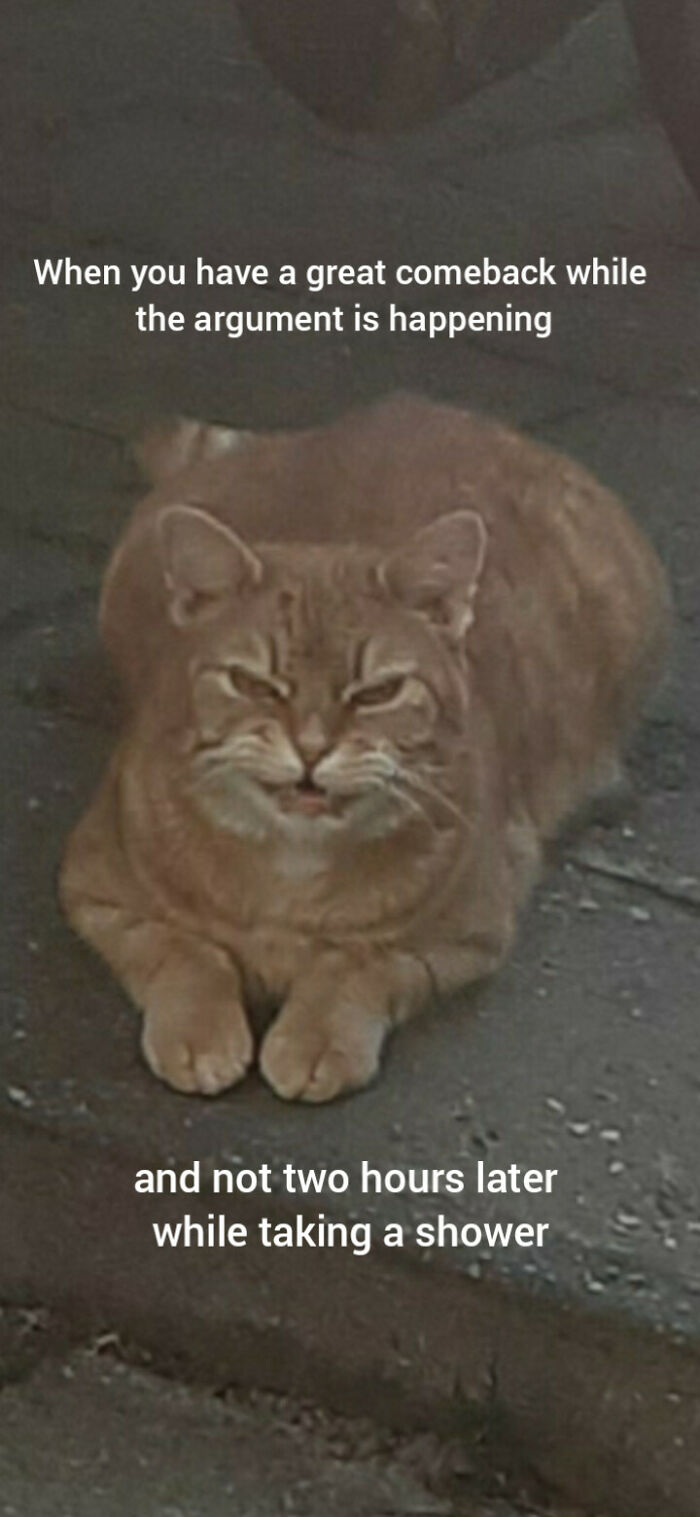 A Meme Made By Me, Starring My Cat Joris Hehe