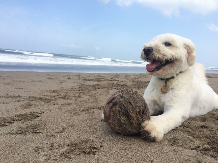 We Rescued A Dog With A Hole In Her Head, Treated Her, And Found Her A Loving Home We Rescued A Dog With A Hole In Her Head, Treated Her, And Found Her A Loving Home