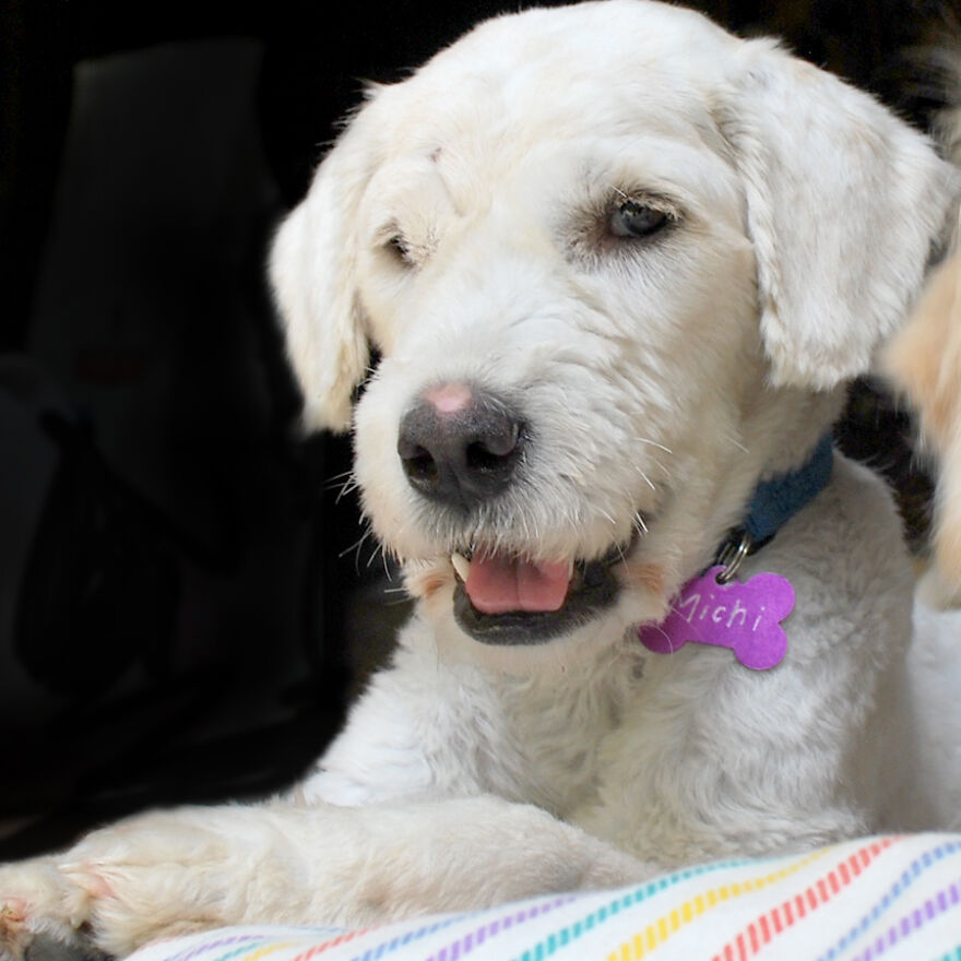 We Rescued A Dog With A Hole In Her Head, Treated Her, And Found Her A Loving Home We Rescued A Dog With A Hole In Her Head, Treated Her, And Found Her A Loving Home