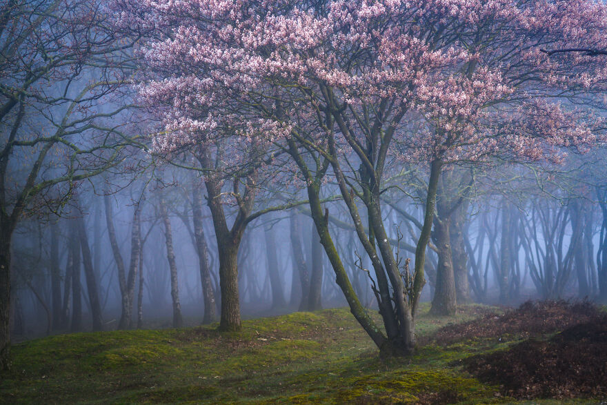 Foggy Blossoms
