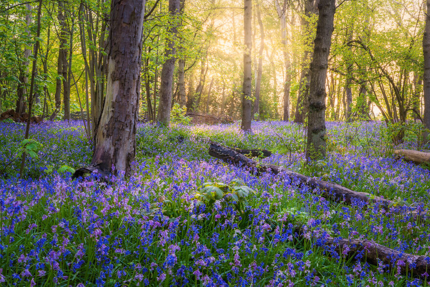 Bluebell Forest