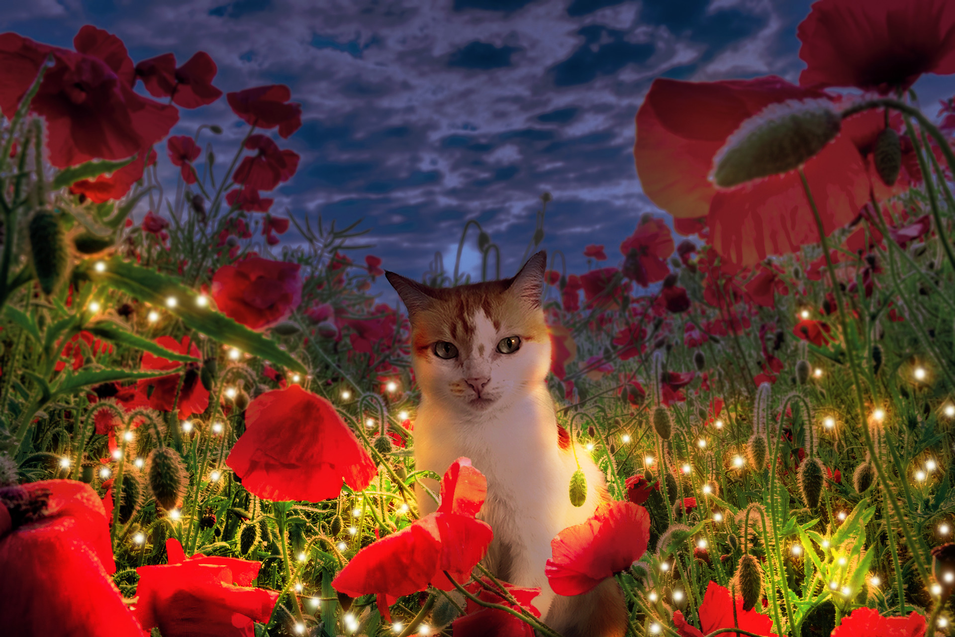 My Cat Poppy Came Back As Mango