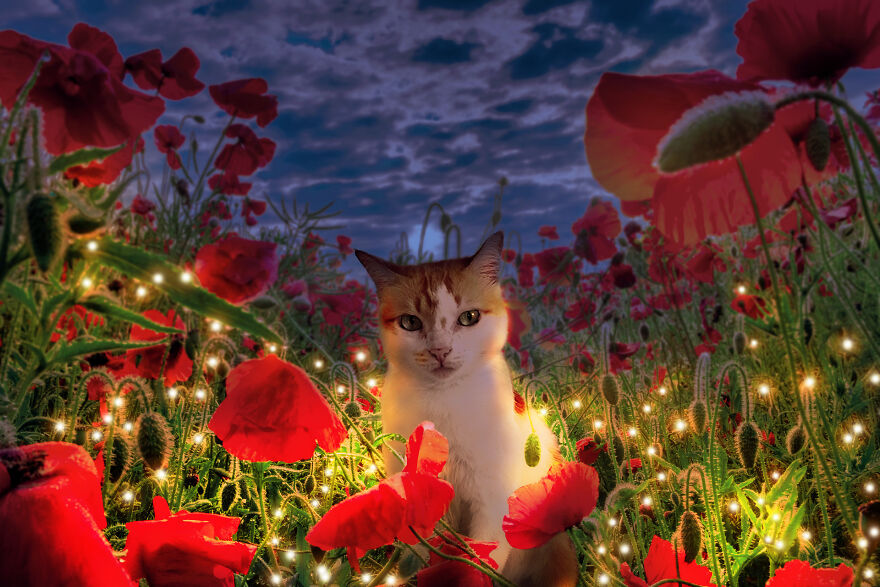 My Cat Poppy Came Back As Mango My Cat Poppy Came Back As Mango