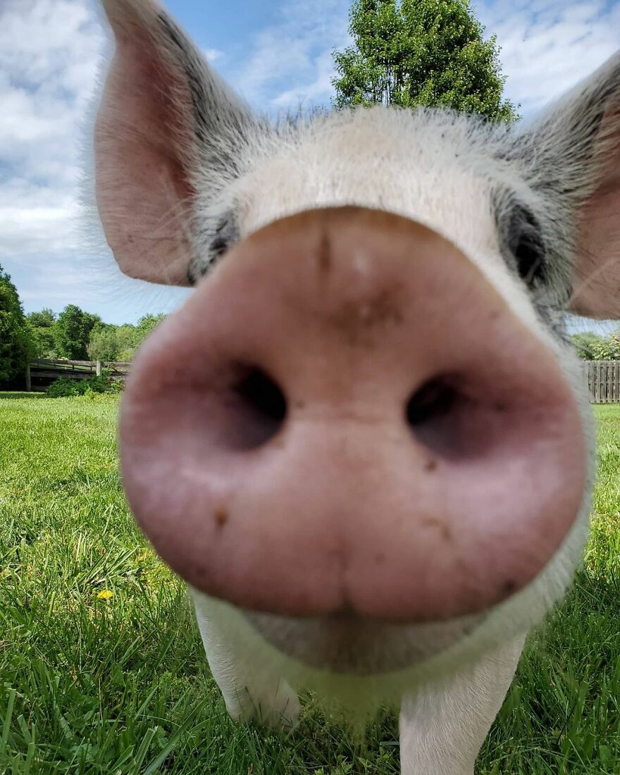 Vet Said Floppy Wouldn't Live Longer Than A Week And Recommended Putting Him Down, Now He Is 1.5 Years Old And A 500 Lb Indoor Pig