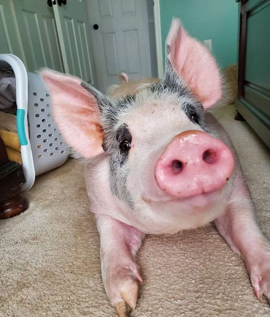 Vet Said Floppy Wouldn't Live Longer Than A Week And Recommended Putting Him Down, Now He Is 1.5 Years Old And A 500 Lb Indoor Pig