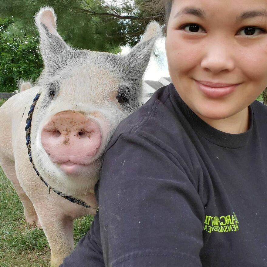 Vet Said Floppy Wouldn't Live Longer Than A Week And Recommended Putting Him Down, Now He Is 1.5 Years Old And A 500 Lb Indoor Pig Vet Said Floppy Wouldn't Live Longer Than A Week And Recommended Putting Him Down, Now He Is 1.5 Years Old And A 500 Lb Indoor Pig