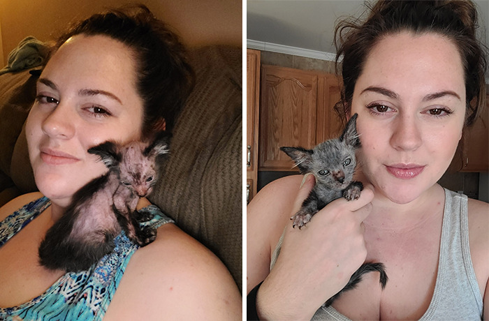 Owners Thought Their Kitten Was Sick, Found Out That Gracie Is Actually A Wolfcat Owners Thought Their Kitten Was Sick, Found Out That Gracie Is Actually A Wolfcat