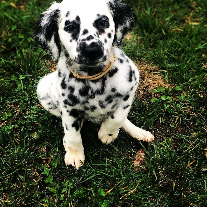 Meet The Adorable Dog That Looks Like A Mix Between A Dalmatian And A Golden Retriever Meet The Adorable Dog That Looks Like A Mix Between A Dalmatian And A Golden Retriever