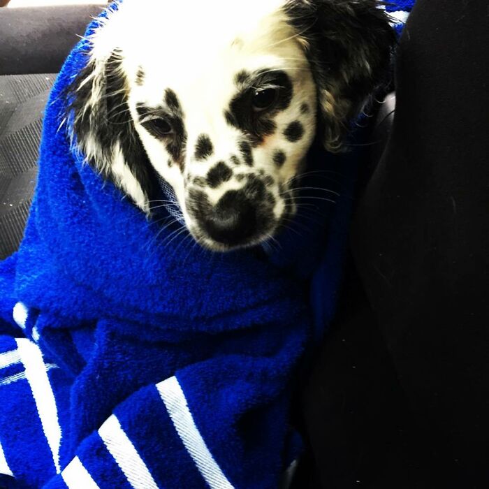 Meet The Adorable Dog That Looks Like A Mix Between A Dalmatian And A Golden Retriever Meet The Adorable Dog That Looks Like A Mix Between A Dalmatian And A Golden Retriever