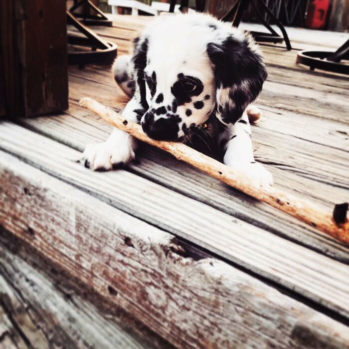 Meet The Adorable Dog That Looks Like A Mix Between A Dalmatian And A Golden Retriever Meet The Adorable Dog That Looks Like A Mix Between A Dalmatian And A Golden Retriever