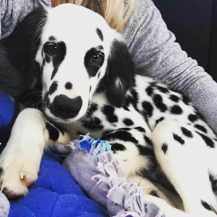 Meet The Adorable Dog That Looks Like A Mix Between A Dalmatian And A Golden Retriever Meet The Adorable Dog That Looks Like A Mix Between A Dalmatian And A Golden Retriever